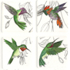4 plate etching featuring 4 different hummingbird species