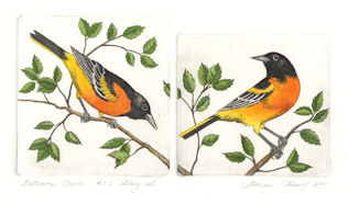 two plate etching of baltimore orioles