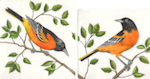 two plate etching feature baltimore orioles