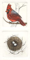 two plates-- first plate shows a cardinal on a branch--second plate shows a nest