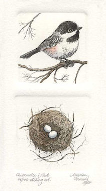 a diptych etchings of a chickadee and a corresponding nest