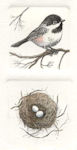 a diptych etchings of a black-capped chickadee and a corresponding nest