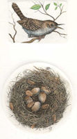 two plate etching of a house wren and a nest