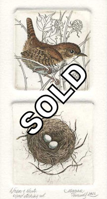 wren with its small nest