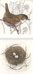 two plated etching of a wren and a nest