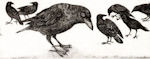 etching of 7 crows representing a folklore rhyme