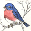 image of a male eastern bluebird