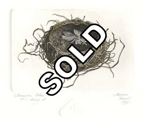 etching of an american robin nest