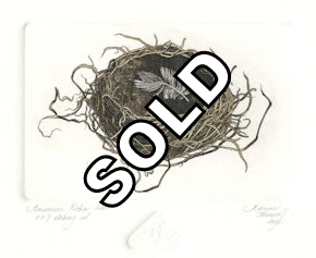 etching of an american robin nest