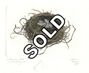 etching of an american robin nest