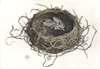 original etchings of an american robin nest
