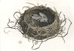 etching of an american robin nest