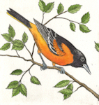 a watercolored etching of a baltimore oriole