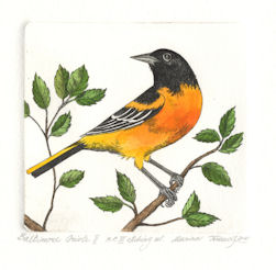 original etching of a baltimore oriole