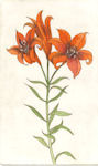 image of a lily