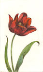 image of a tulip