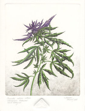 etching of a marijuana plant that has become urbanized