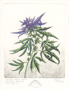 etching of a marijuana plant that has become urbanized
