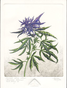 etching of a marijuana plant that has become urbanized