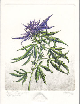 etching of a marijuana plant that has become urbanized