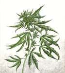 Image of a Cannabis Sativa that is Urbanized