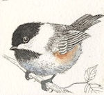 an etching of a black-capped chickadee sitting on a branch