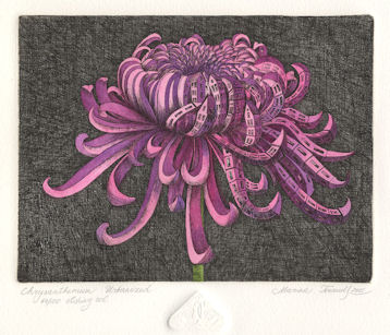 image of an chrysanthemum that is urbanized