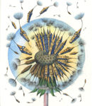 an etching of a dandelion that has houses attached to its seed pods