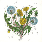 image of dandelion heart