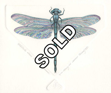 top view of a great blue skimmer dragonfly