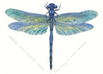 an aerial view of a blue skimmer dragonfly