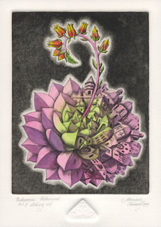 etching of a echeveria that is urbanized