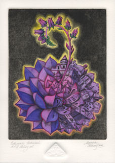 etching of a echeveria that is urbanized