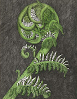 image of a fern that is growing homes 