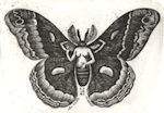 etching of a woman with the wings from robin moth