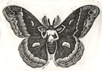 image of a woman's body with robin moth wings