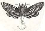etching of a woman with the wings from a death head hawk moth