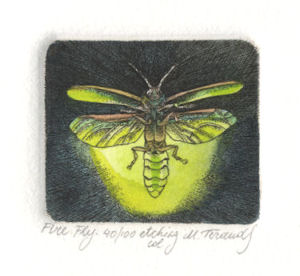 image of a firefly