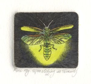 image of a firefly