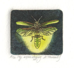 image of a firefly