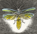 etdching of a firefly