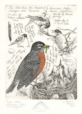 watercolored etching of a robin feeding its young