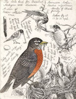 A field study of the american robin.  The study includes sketches and notes by the artist