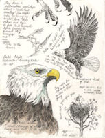 an etching in the style of field notes--a bald eagle with secondary images and tex