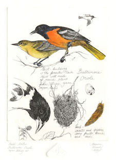 image and text about baltimore orioles