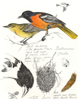 an etching of a field note study of the baltimore oriole