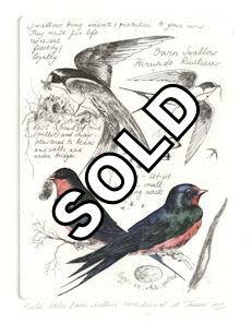 image of an etching featuring barn swallows