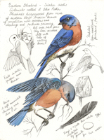A field study of the bluebird.  The study includes sketches and notes by the artist
