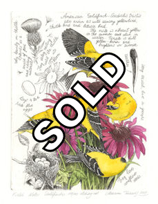 image from an etched plate of american goldfinches