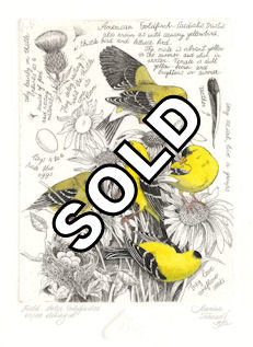 image from an etched plate of american goldfinches